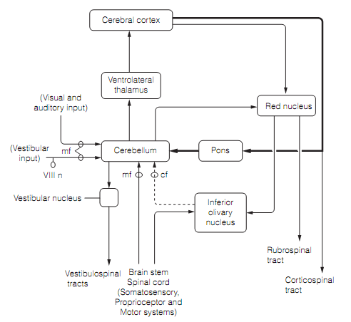 1753_Cerebellar connections 1.png